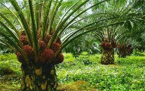 可持續發展棕櫚油  RSPO Palm Oil